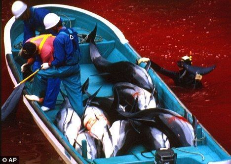 在太地町海灣，日本漁民宰殺海豚，周圍海水已被染成紅色。