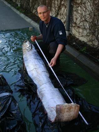 瑞典發(fā)現傳說中的大海蛇“鯡王皇帶魚”(圖)