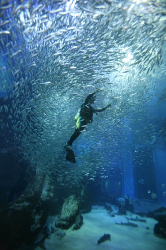 水族館現(xiàn)罕見場(chǎng)景上萬沙丁魚上演銀色漩渦（圖）