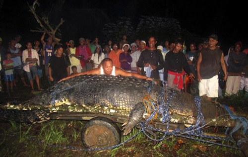 人類(lèi)至今活捉的最大咸水鱷魚(yú)在菲律賓死亡（圖）