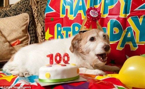 英國(guó)最長(zhǎng)壽狗狗“黛西”度過22歲生日