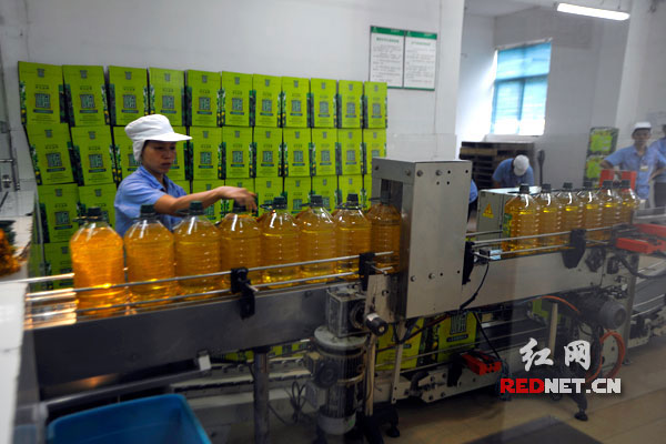 圖片說明：盡管山潤山茶油的生產線滿負荷，但要滿足市場的需求變得越來越吃力。