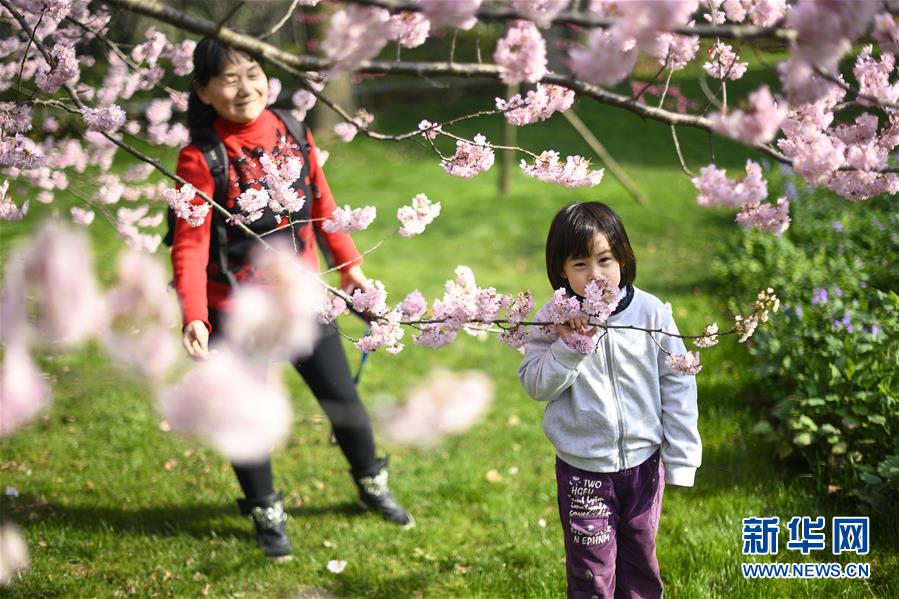 （社會(huì)）（4）武漢東湖櫻花節(jié)開幕