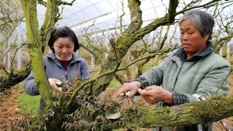 在建寧縣溪口鎮(zhèn)高圳村圍下嘴黃花梨種植基地，陳春花正在采收鐵皮石斛.webp.jpg