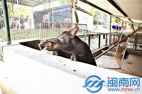 漳州3歲童動(dòng)物園看野豬小指被吞食 園方:愿賠償