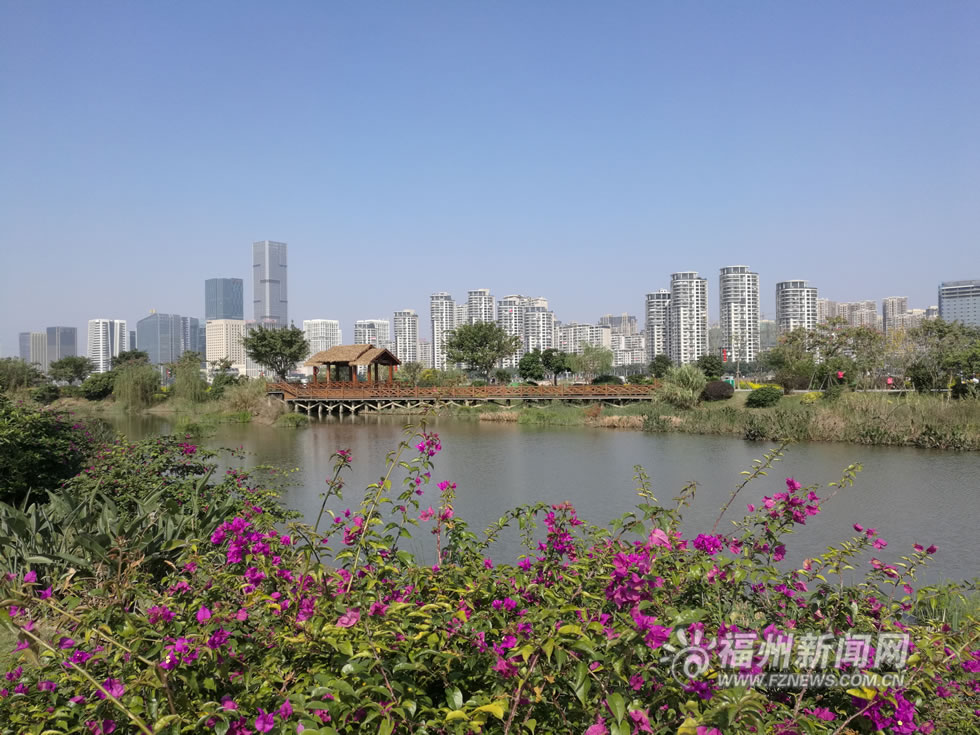 “福州藍(lán)”下，福州公園成金色花海