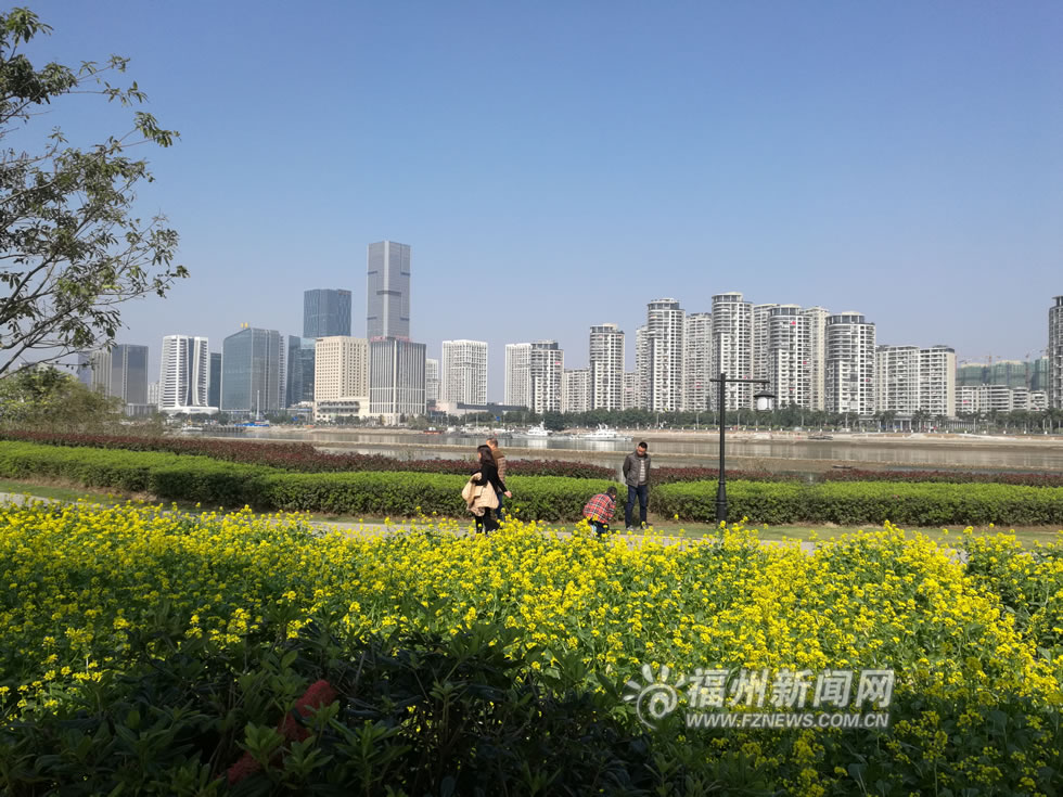 “福州藍(lán)”下，福州公園成金色花海
